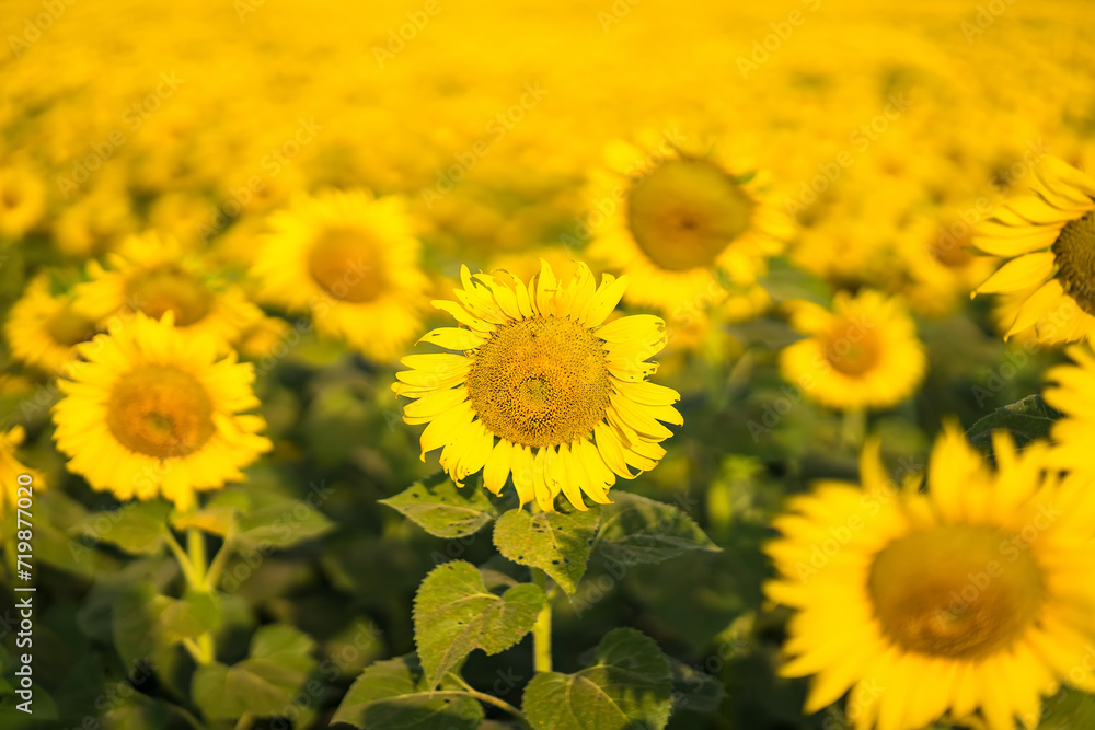 Fototapeta premium Sunflower blooming in sunlight.Thailand.