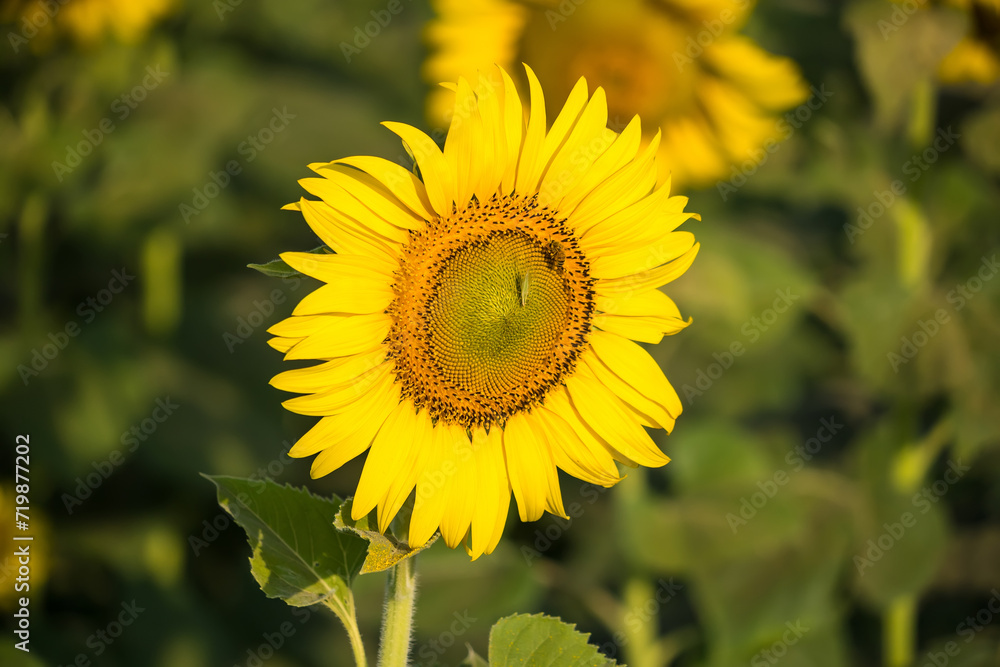 Fototapeta premium Sunflower blooming in sunlight.Thailand.