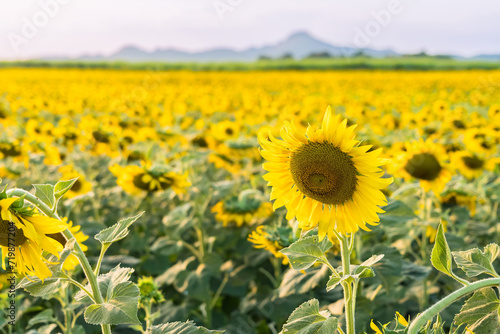 Sunflower blooming in sunlight.Thailand.