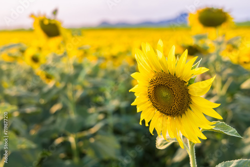 Sunflower blooming in sunlight.Thailand.