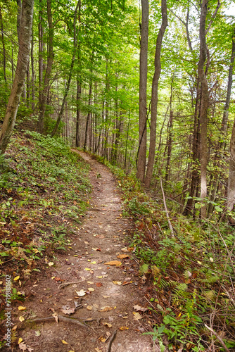 Autumnal Forest Trail in Smoky Mountains, Eye-Level Perspective
