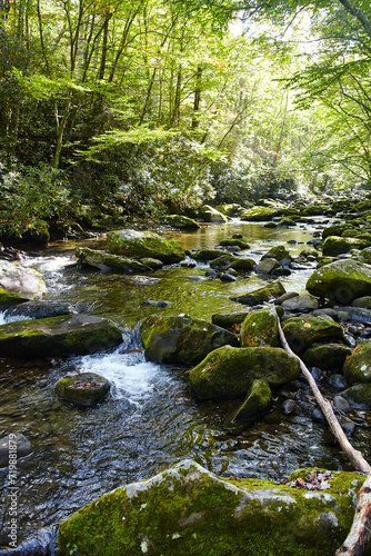 Serene Forest Stream with Mossy Rocks in Smoky Mountains