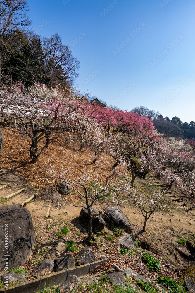 Naklejka premium 筑波山の梅林