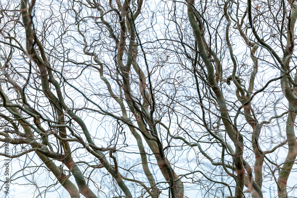 Bare writhing tree trunks against a gray sky. The horror and beauty of nature. Close-up. Bare writhing tree trunks against a gray sky. The horror and beauty of nature. Close-up.