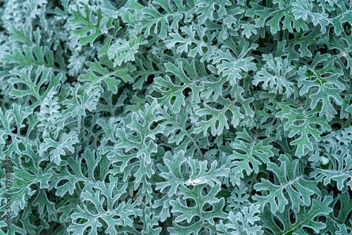 Beautiful gray-green leaves of an ornamental plant. Background. Space for text. photo