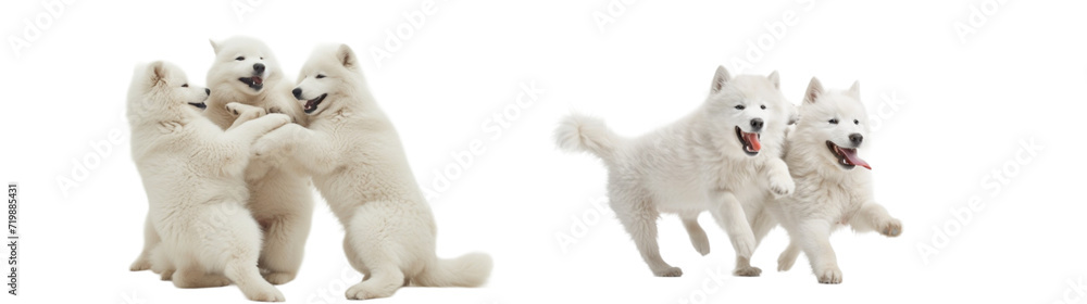 Fluffy Samoyed dogs front view collection in png no background for decoration. Created using generative AI. Fluffy Samoyed dogs front view collection in png no background for decoration. Created using generative AI.