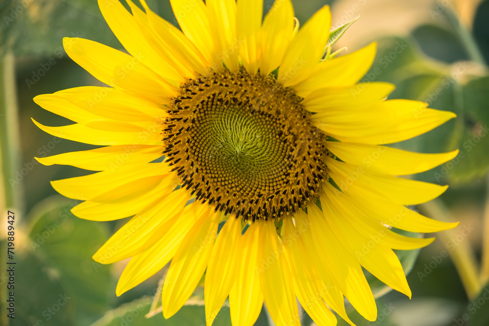 Sunflower blooming in sunlight.Thailand. Sunflower blooming in sunlight.Thailand.