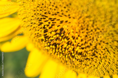 Closeup sunflower blooming in sunlight.Thailand. © bubbers