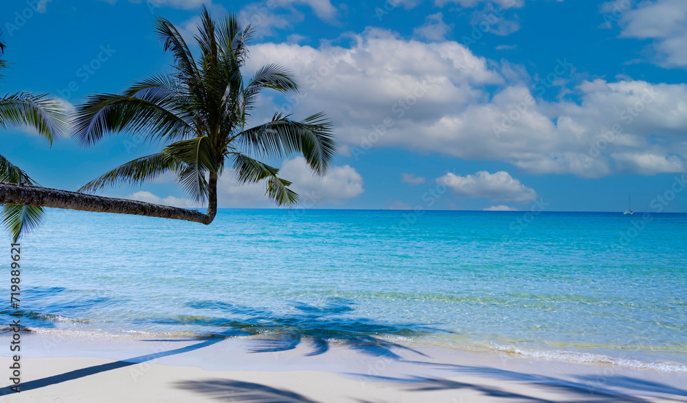 Summer palm tree  and Tropical beach with  Aqua waves and coconut palm shadow on blue background.