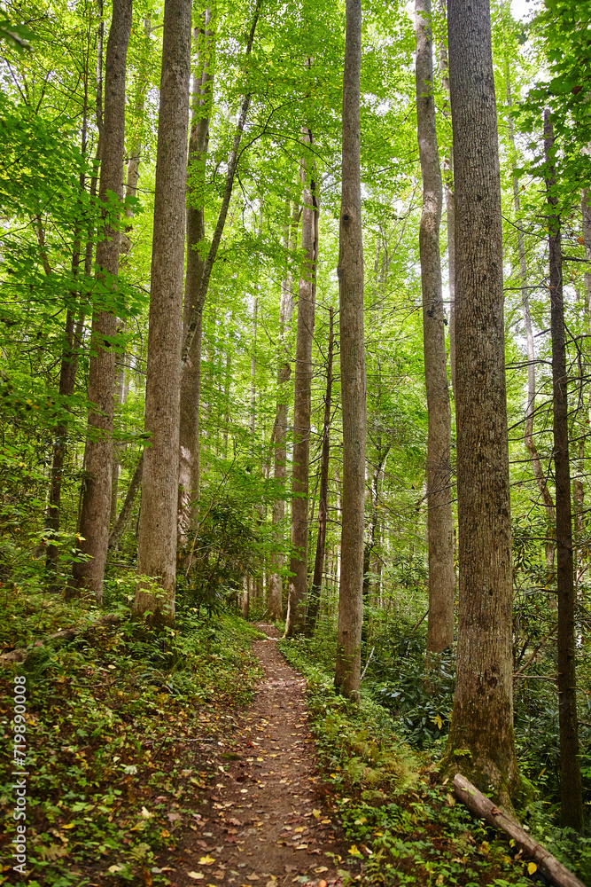 Fototapeta premium Serene Woodland Path in Smoky Mountains Lush Summer Forest Trail