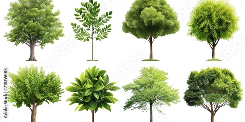Trees collection set. Green plants with leaves, garden botanical vector