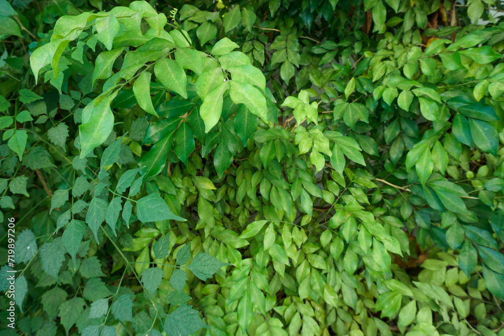 Green leaves wall background, background is beautiful leaves Green leaves wall background, background is beautiful leaves