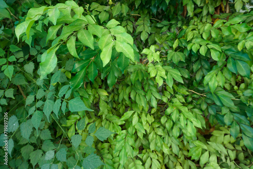 Green leaves wall background, background is beautiful leaves