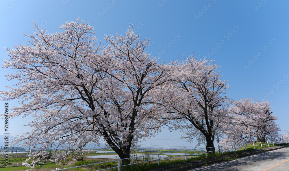 晴れ渡る空と桜並木が織りなす春景色