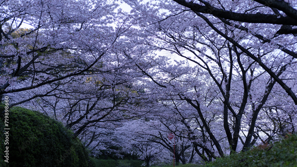 夕暮れ時の桜並木の神秘的なトンネル