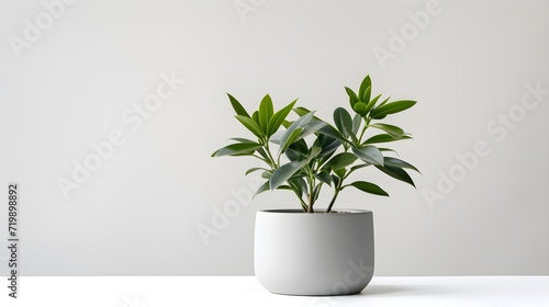 A minimalistic potted plant adding greenery,