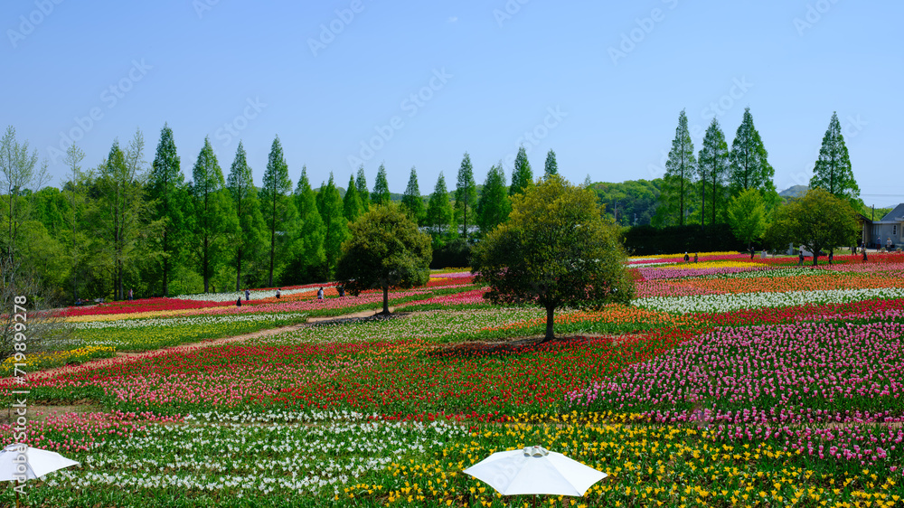 色鮮やかなチューリップ畑と青空の春景色