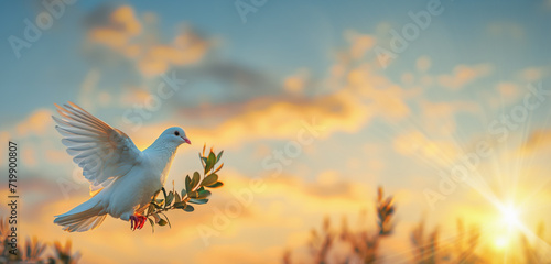 One White Dove freedom flying Wings on sunset wide sky background. symbol of International Day of Peace, Holy spirit of God in Christian religion heaven concept © Art Stocker