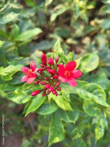 Wallpaper Mural Jatropha flowers in the garden  Torontodigital.ca