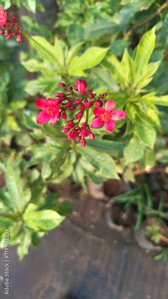 Red Jatropha flowers 