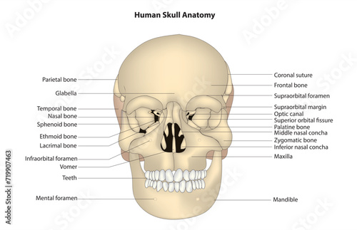 Human skull anatomy