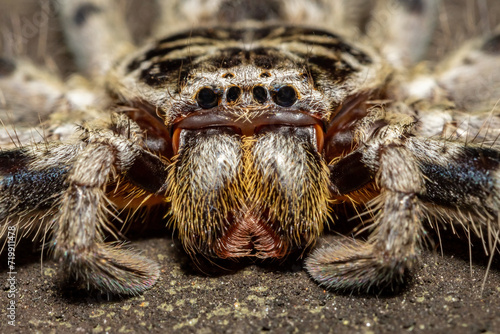 Close up of Australian Eastern Banded Huntsman spider photo