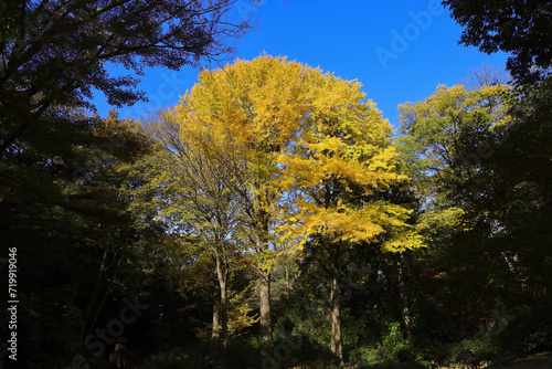 Tranquil forest with yellow leaves and clear sky. Nov 29 2023 photo