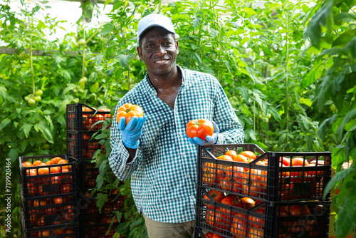 Successful African American horticulturist standing in greenhouse near stack of plastic boxes full of ripe red tomatoes, happy with rich harvest.. photo