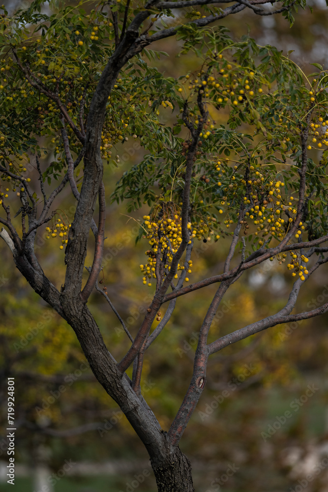 autumn in the park autumn in the park