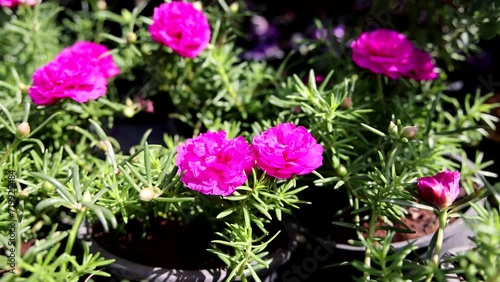 Blooming Portulaca Grandiflora Timelapse photo