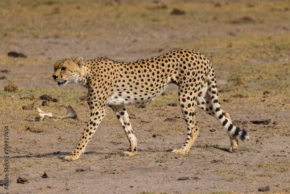 Obraz premium one single cheetah in the savannah of Amboseli NP