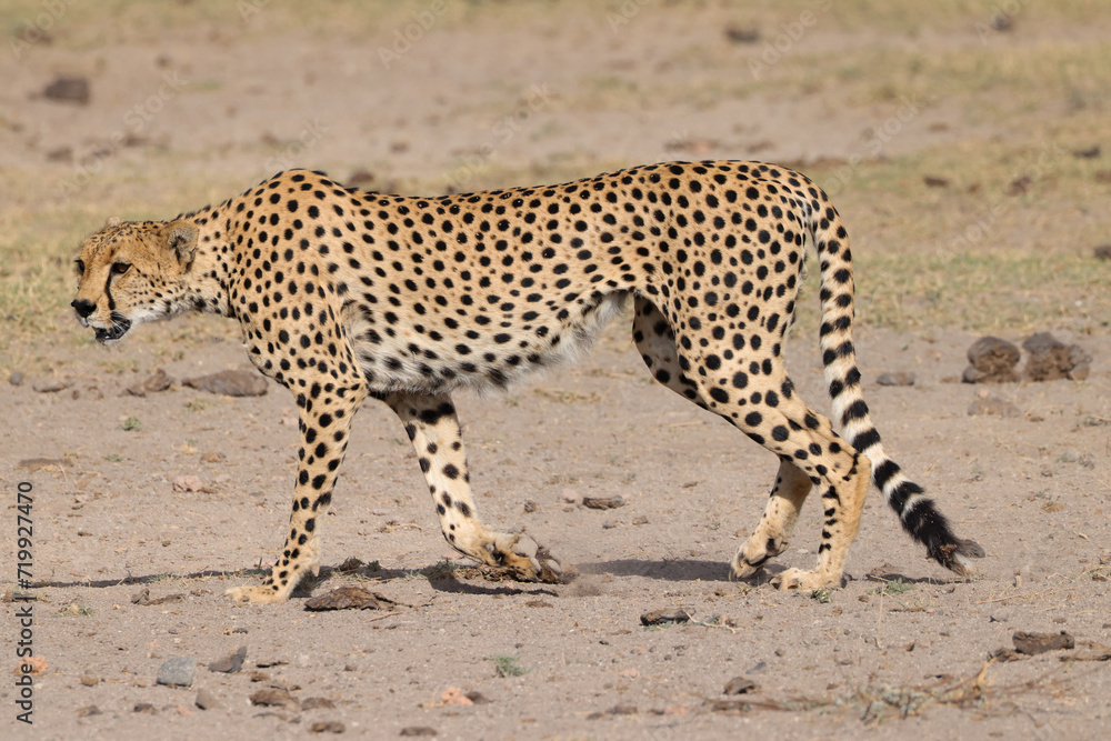 one single cheetah in the savannah of Amboseli NP one single cheetah in the savannah of Amboseli NP
