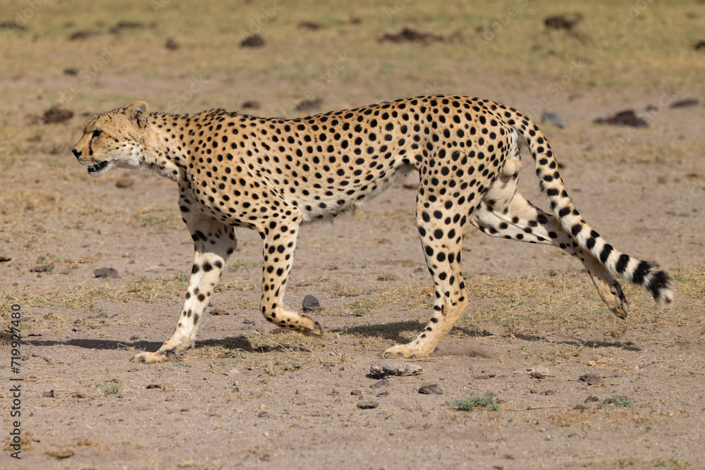 one single cheetah in the savannah of Amboseli NP one single cheetah in the savannah of Amboseli NP