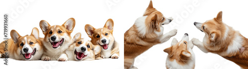 Happy Corgi dogs set in 3d png transparent no background. Created using generative AI. © Sun