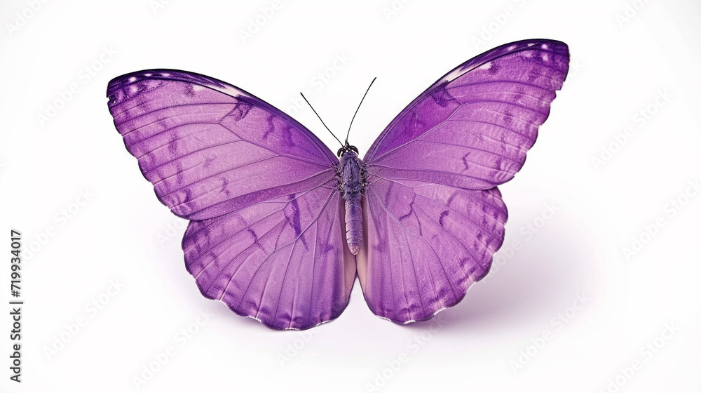 Obraz premium butterfly isolated on white