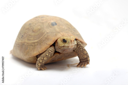 Elongated tortoisein front of white background,Elongated tortoise in the nature, Indotestudo elongata ,Tortoise sunbathe on ground with his protective shell ,Tortoise from Southeast Asia  photo