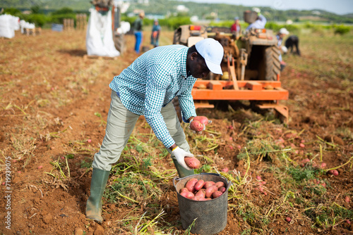 Skilled african american man vegetable grower working on plantation on summer day, gathering crop of organic potatoes.. © JackF