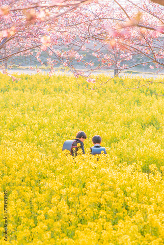 河津桜と菜の花に埋もれる小学生