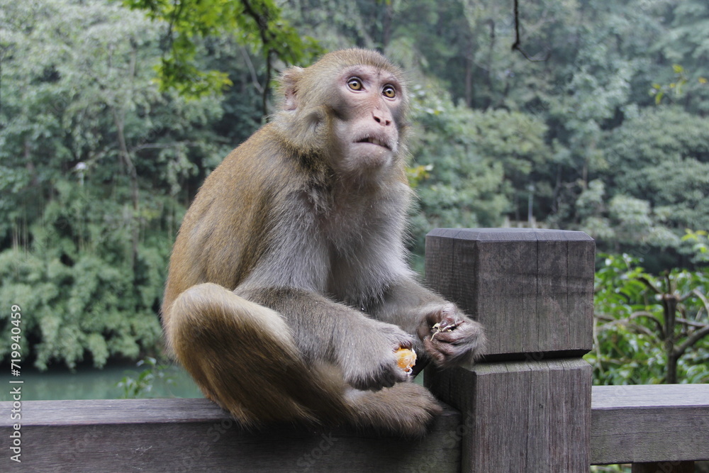 Fototapeta premium guizhou monkey