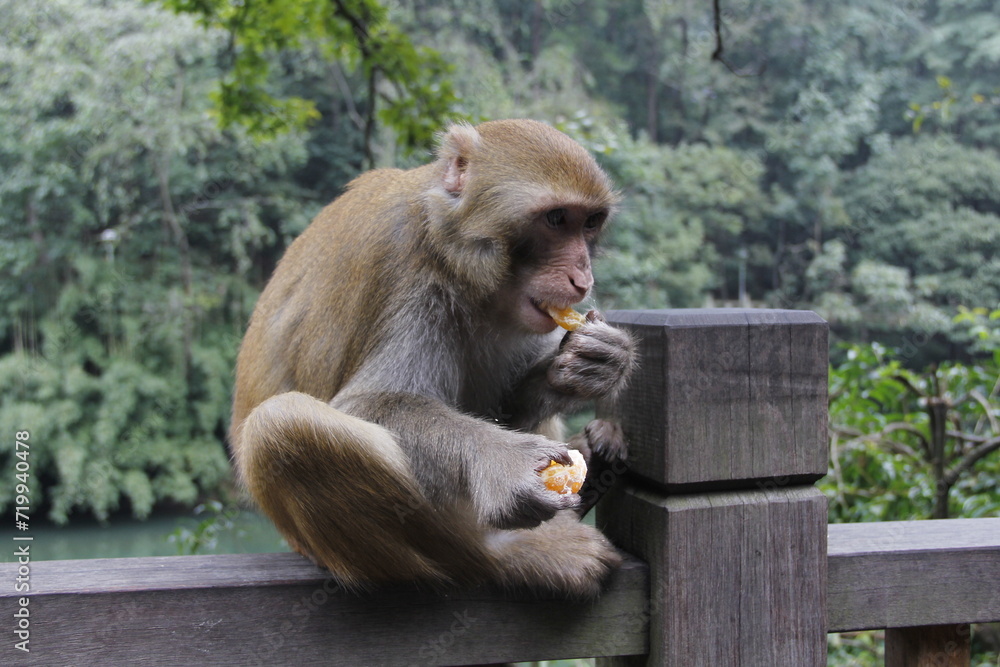 Fototapeta premium guizhou monkey
