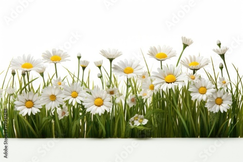 A picture of a group of white daisies surrounded by lush green grass. Suitable for nature-themed designs and springtime concepts