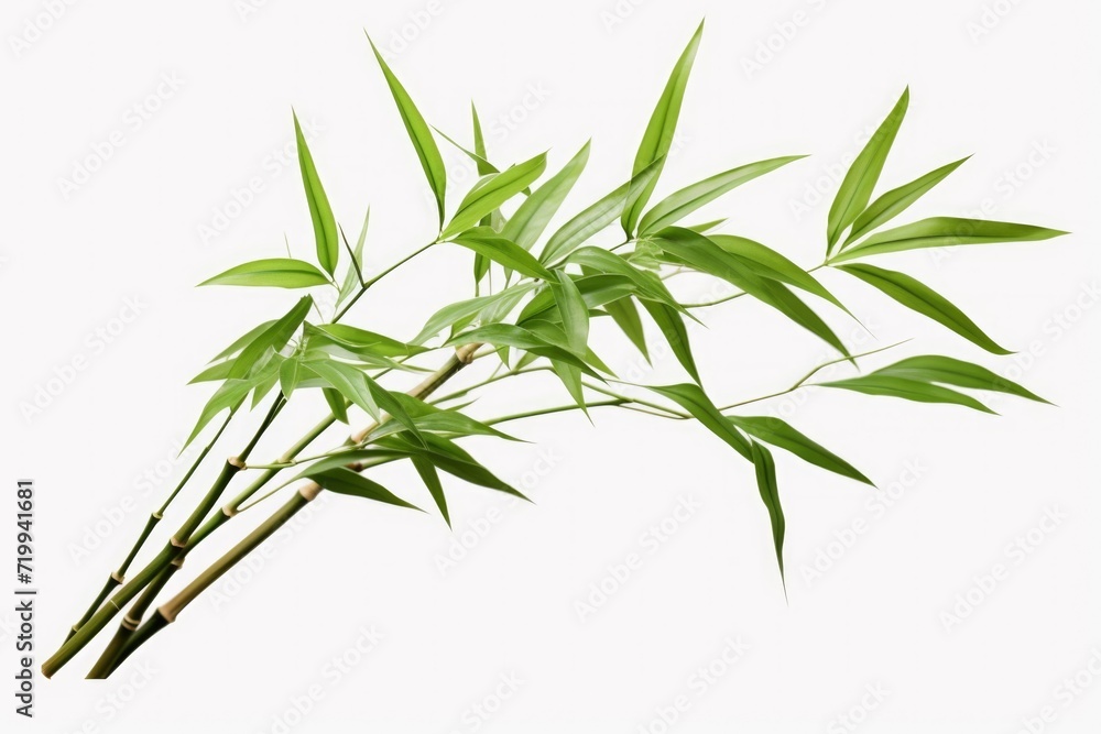 Fototapeta premium A close-up view of a plant showcasing its vibrant green leaves. This image can be used to depict nature, gardening, or environmental themes