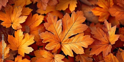 Vibrant autumnal display orange and yellow leaves creating seasonal tapestry. Fall beauty captured in intricate patterns of maple foliage against bright backdrop. Nature final flourish before winter