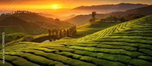 The sun sets over the tea plantation fields