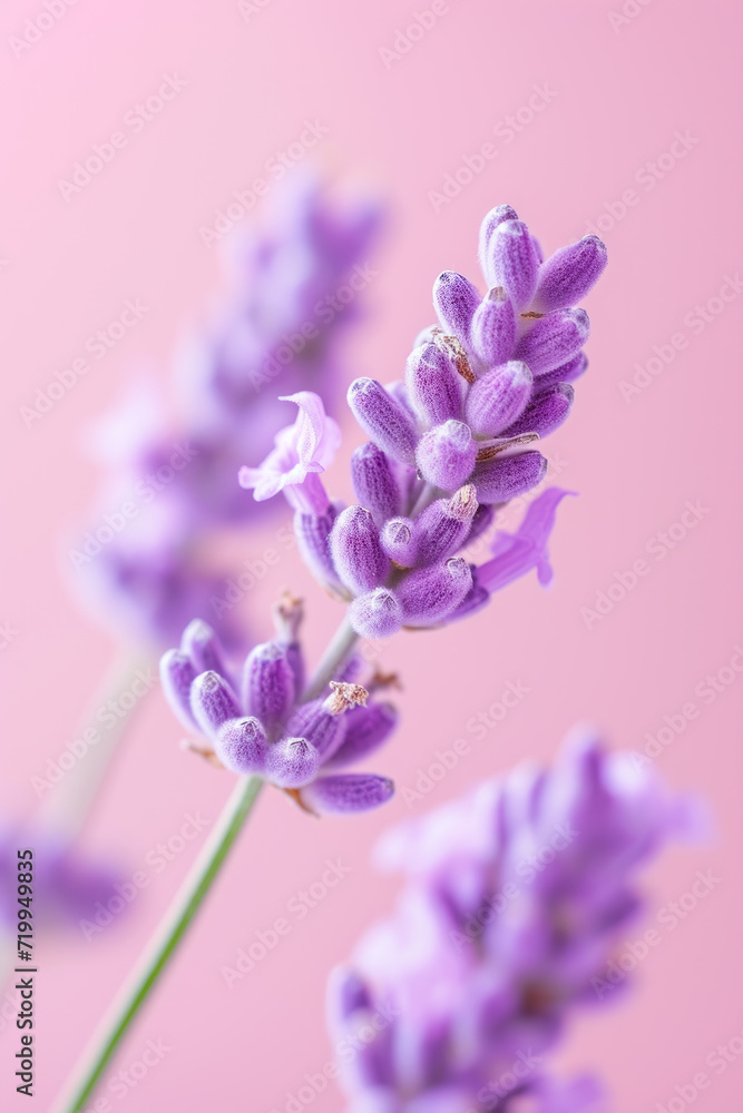 Obraz premium Purple lavender flower as vertical Greeting card template composition