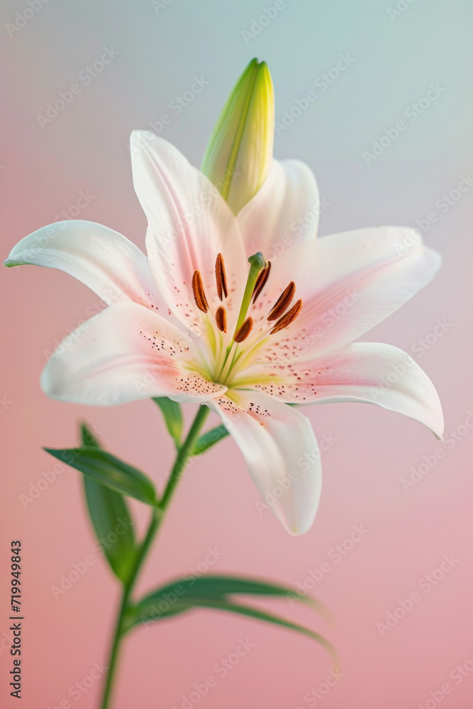 Pink lily flower soft elegant vertical background, card template