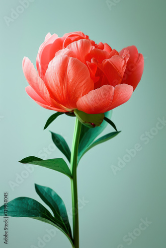 Red peony flower soft elegant vertical background, card template