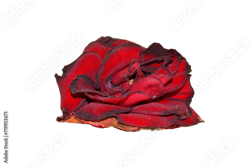 rose isolated on white background