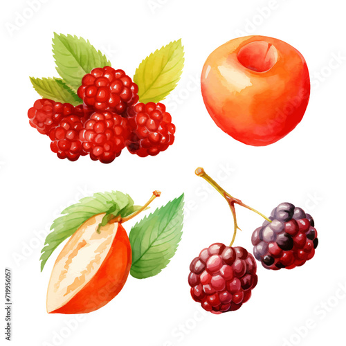 watercolor painting of summer fruits four collection