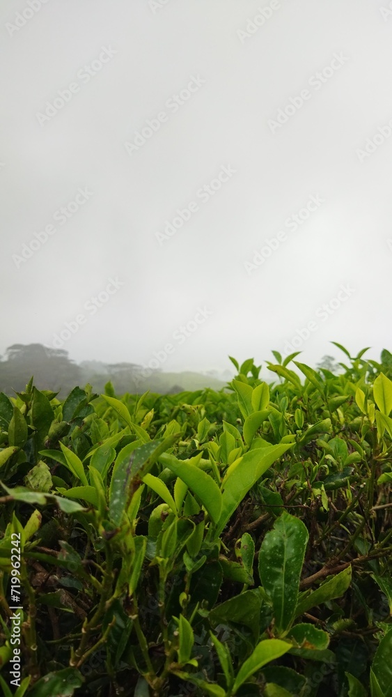 Tea Gardens Tea Gardens